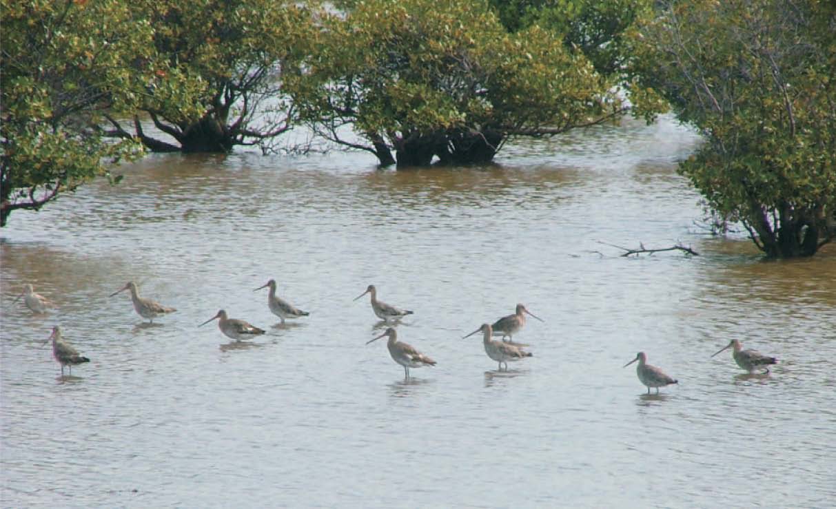 Biến[-]đổi[-]khí[-]hậu:[-]Báo[-]động[-]tốc[-]độ[-]suy[-]giảm[-]của[-]các[-]vùng[-]đất[-]ngập[-]nước[-]